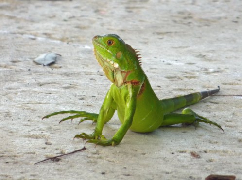 a Young Iguana