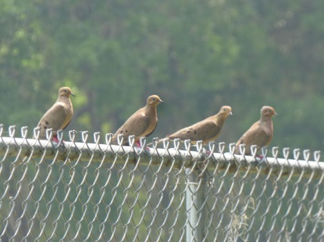 b Doves on Fence