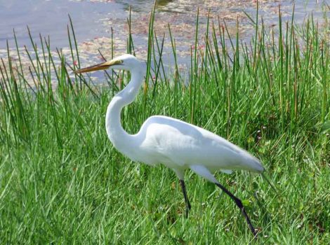 b Great White Egret