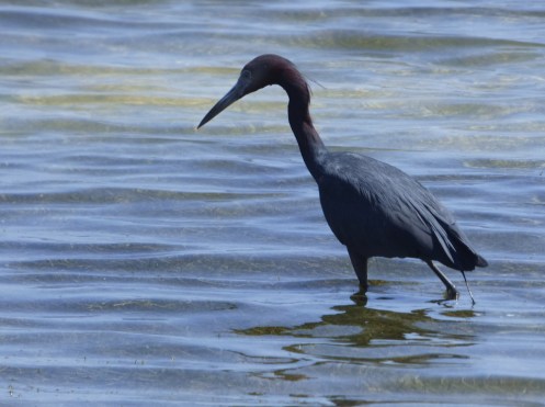 b Little Blue Heron