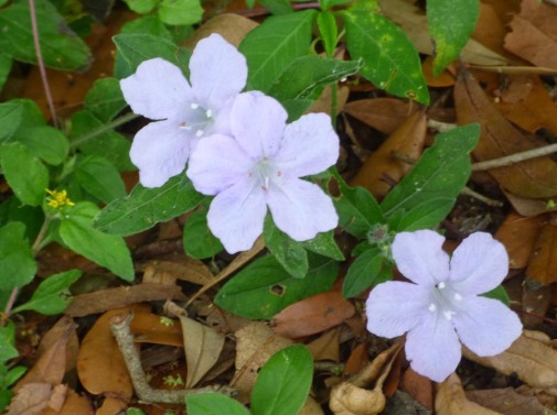 b Small Lavendar Flowers