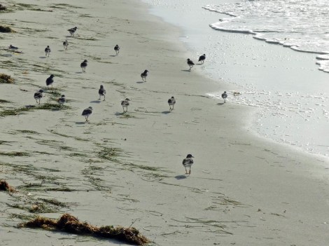 f Birds Walking Ahead of Us