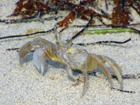 f Crab with Brown Eyes