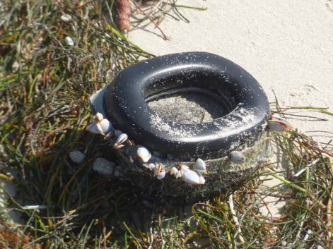 f Earphone with Barnacles