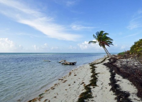f Palm Tree on Beach
