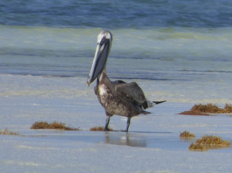 f Pelican on Sandbar