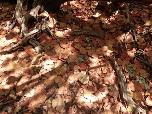f Seagrape Leaf Carpet