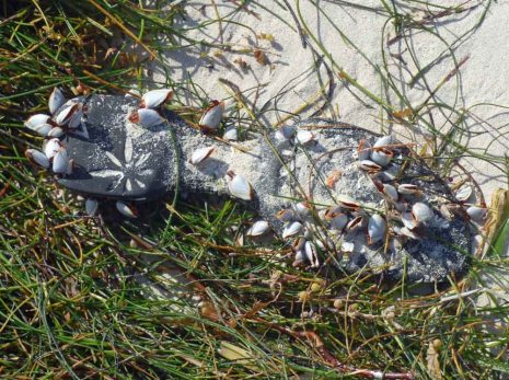 f Shoe Sole with Barnacles
