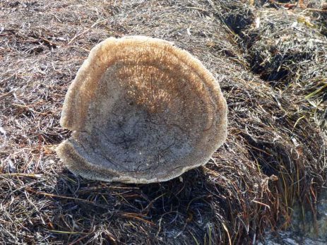 f Sun Through Sponge