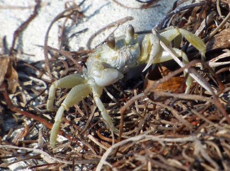 f White and Yellow Crab Front