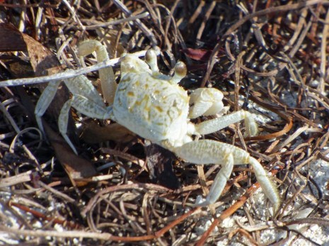 f White and Yellow Crab