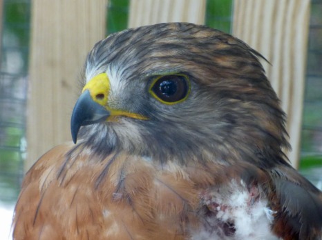 s Red Shouldered Hawk