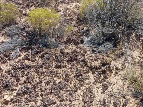 b Black Crunchy Plants