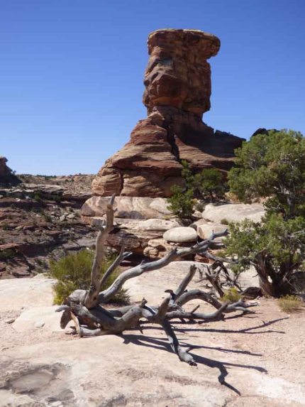 b Dead Tree and Tall Rock
