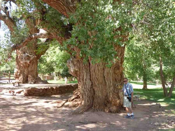 b Giant Cottonwood Trees