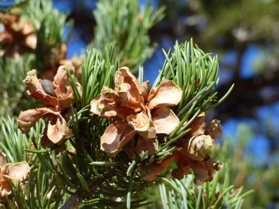 b Pine Cones