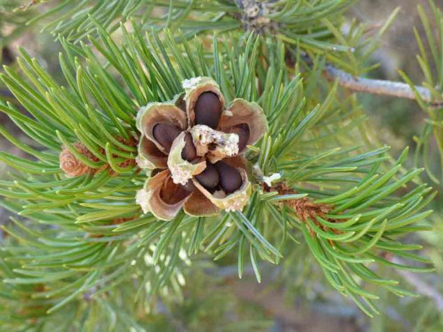 b05 Pine Nuts