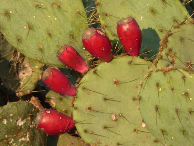 b15 Prickly Pears 2