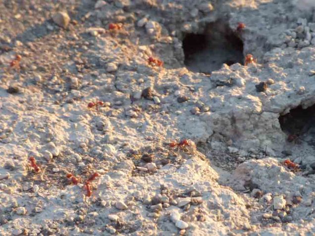 b3 Ant Hill Closeup