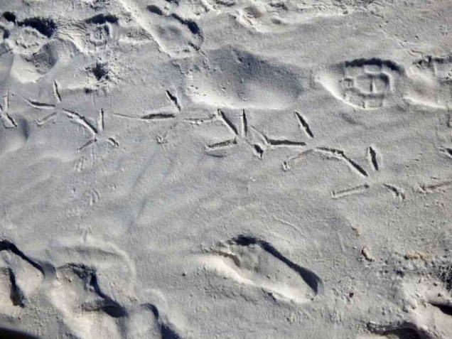 b Bird Tracks on Sand