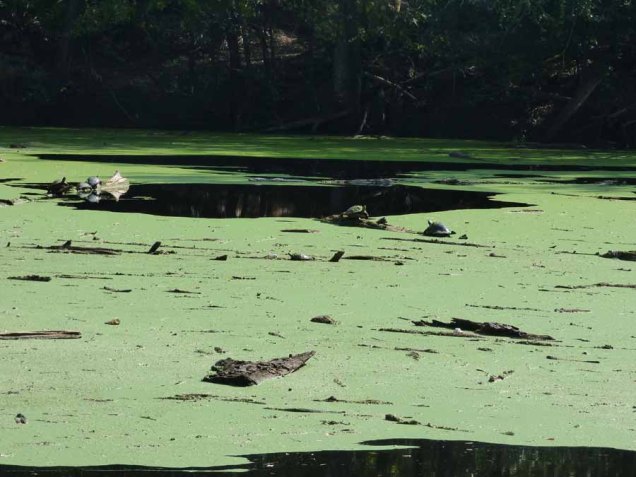 b Clear Water Over River Sink