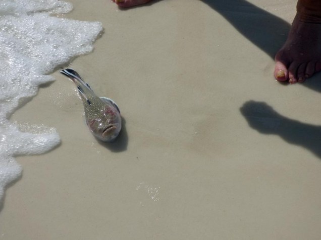 b Dying Fish on Beach