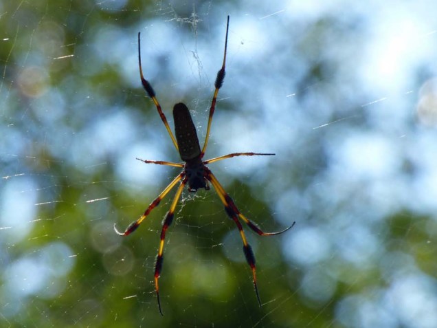 b Golden Orb Weaver
