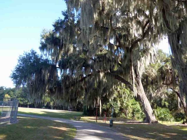b Live Oak and Spanish Moss