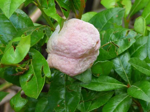 b Pint Growth on Bush