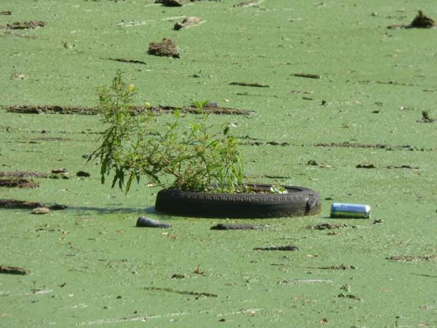 b Plant Growing in Floating Tire
