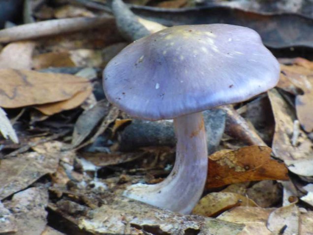 b Purple Mushroom