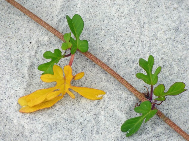 b Red Vine Yellow Leaf