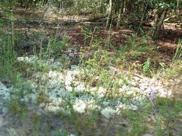 b Reindeer Moss (Lichen)