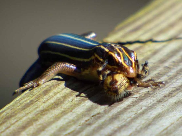 b Skink with Spider