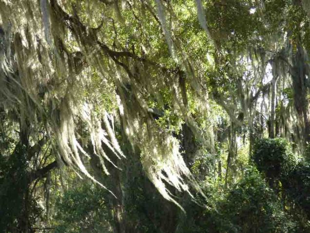 b Sunshine on Spanish Moss