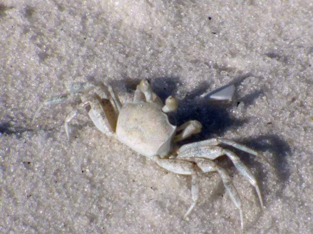 b Tiney Crab