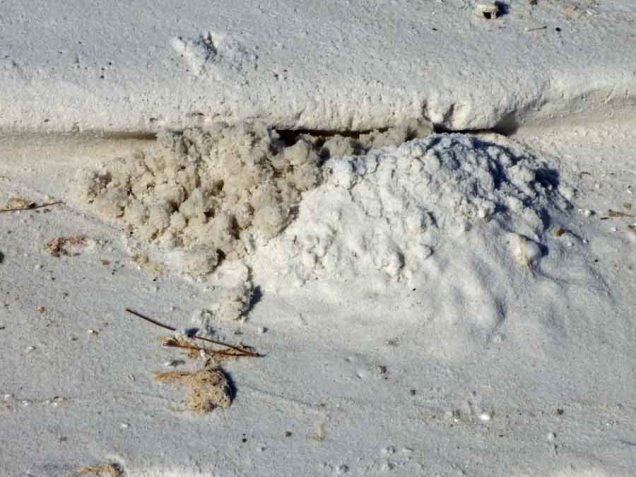 b Wet and Dry Crab Sand Balls