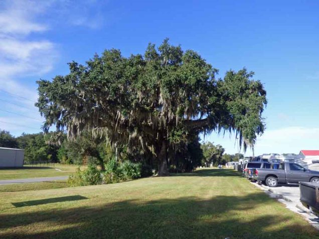 b06 Live Oak Behind Employee Parking Lot