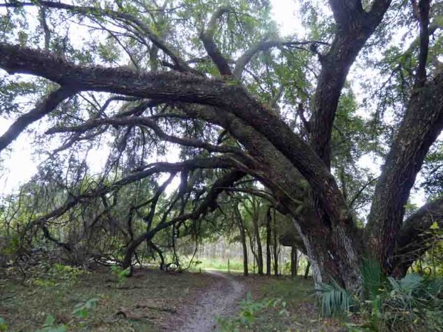 b09 Trail Under Trees