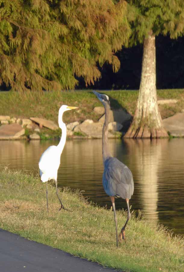 b1 Egret and Heron