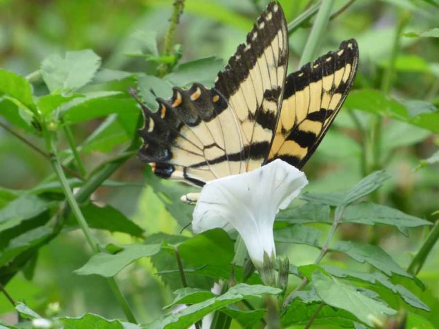 b11 Butterfly in Flower