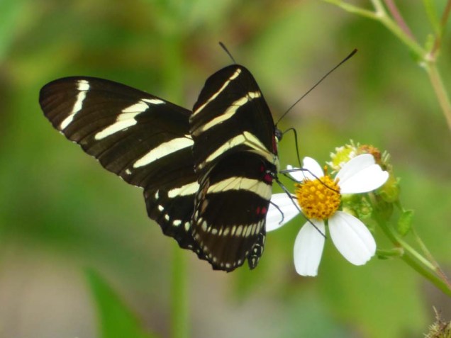 b13 Zebra Wing Butterfly