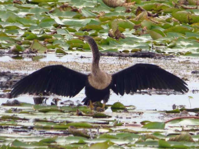 b16 Anhinga Female