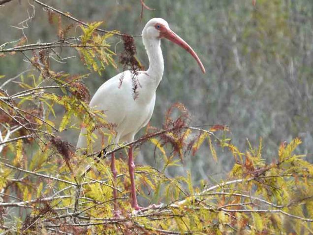 b22 Ibis in Cypress Tree