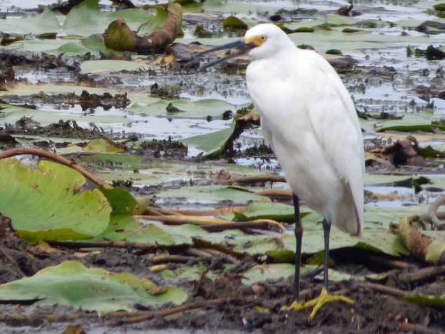 b25 Snowy Egret