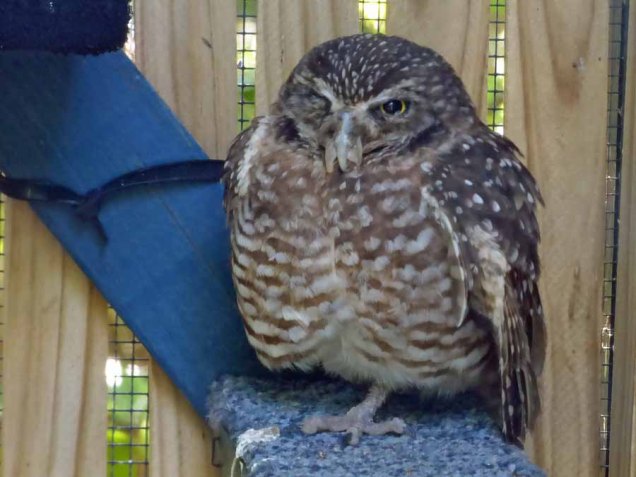 b Burrowing Owl