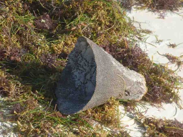 b Cone Sponges on Beach