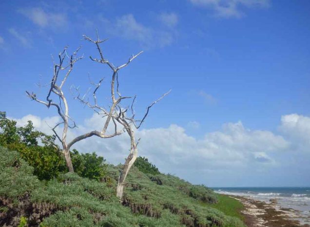 b Dead Trees on Beach