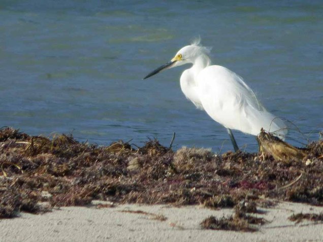 b Egret on Shoal
