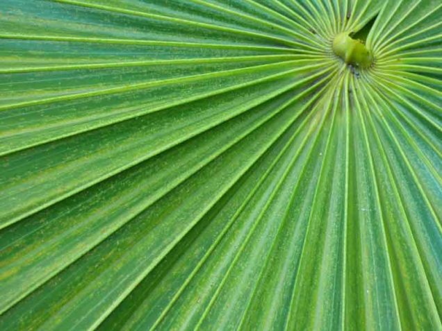 b Florida Thatch Palm Closeup